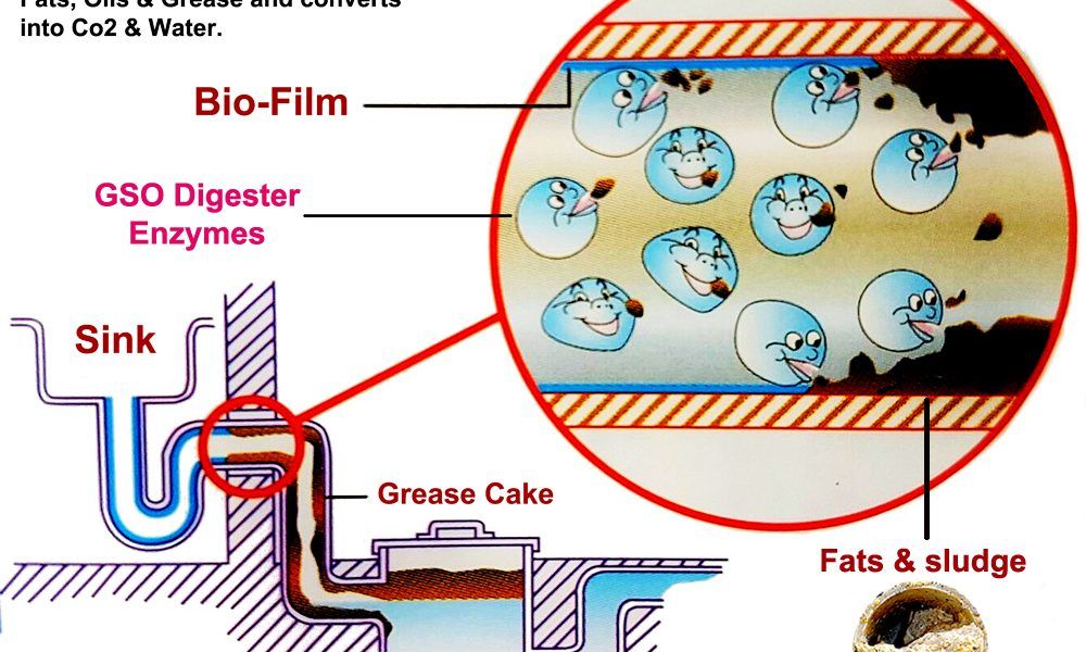 Diagram: how GSO Digester enzymes break down grease cake in drains